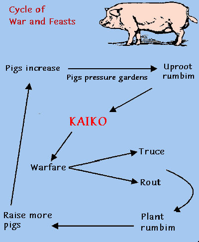 Flow Chart from Vivify Article "Ecological Anthropology, Roy Rappaport and Pigs of Tsembaga