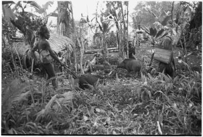 Image 2 of Kaiko Event from Vivify Article "Ecological Anthropology, Roy Rappaport and Pigs of Tsembaga
