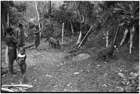 Image of Kaiko Event from Vivify Article "Ecological Anthropology, Roy Rappaport and Pigs of Tsembaga 